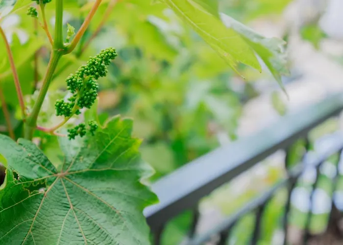 Vine House *