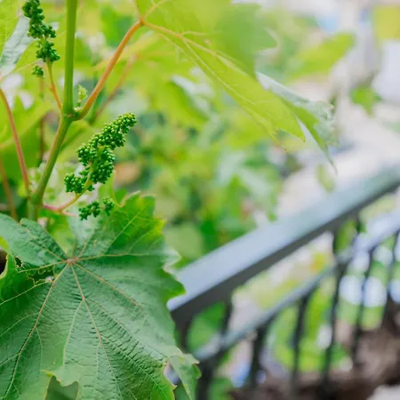 Vine House *